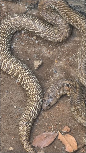 ಕೋಲಾರ: ಮಿನಿ ಸ್ಟೇಡಿಯಂಗೆ ಬಂತು ಭಾರೀ ಗಾತ್ರದ ಹಾವು