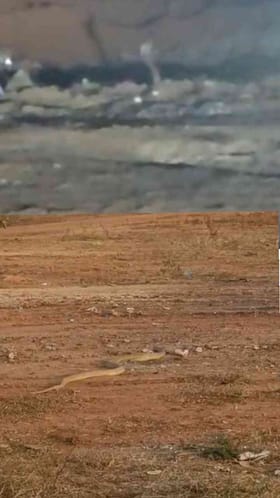 ಸಿಎಂ, ಡಿಸಿಎಂ ಕಾರ್ಯಕ್ರಮದ ಸ್ಥಳದಲ್ಲಿ ನಾಗರಹಾವು