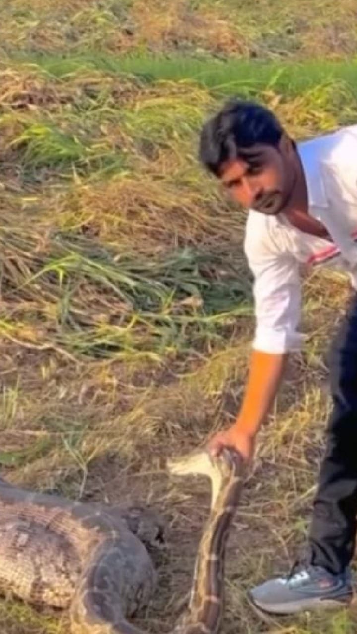 ದೈತ್ಯ ಪ್ರಾಣಿಯ ತಿಂದು ಮಲಗಿದ್ದ ಹೆಬ್ಬಾವನ್ನು ಹಿಡಿದ ಯುವಕ