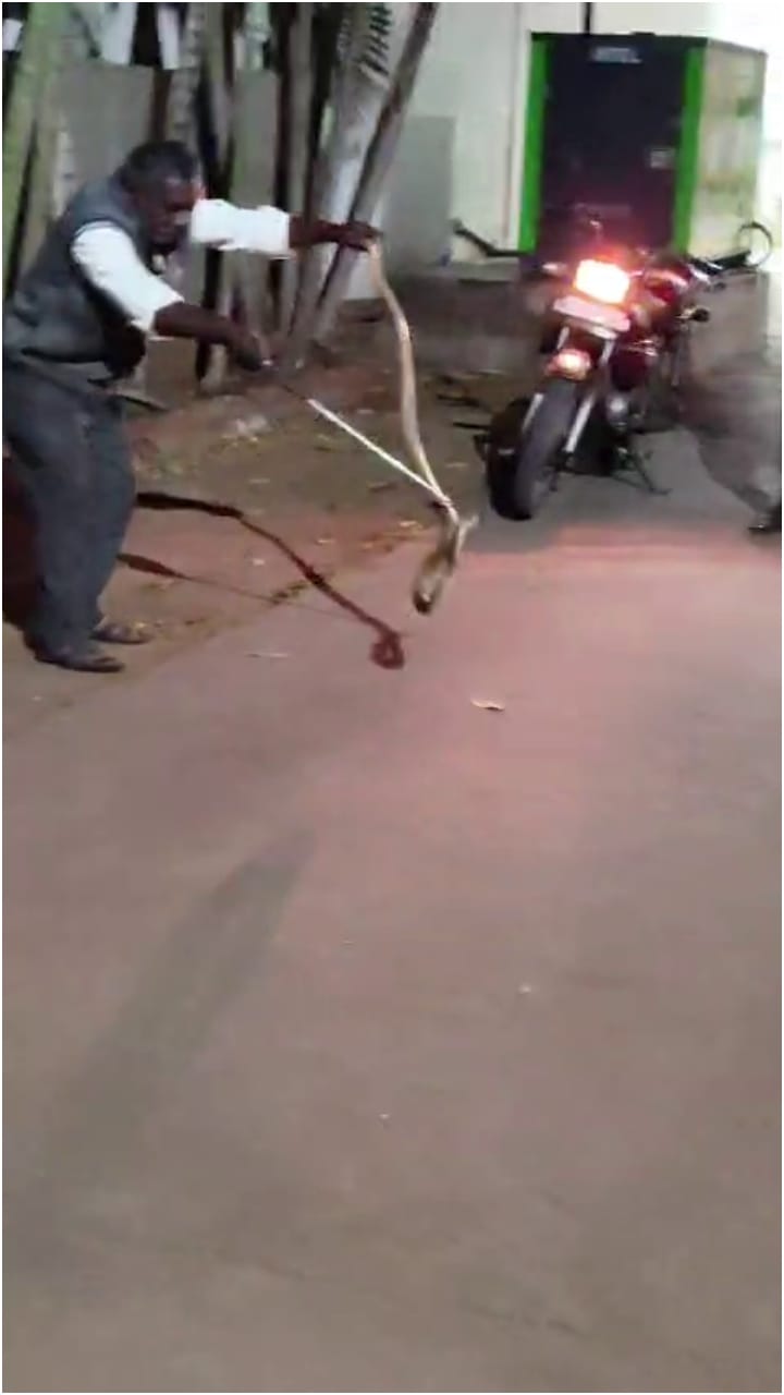 ದಾವಣಗೆರೆ: ದೇಗುಲ ಬಳಿ ಬಂದ 2 ಬೃಹತ್ ನಾಗರಹಾವು