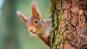 ಅಳಿಲು ಮನೆಯೊಳಗೆ ಬಂದರೆ ಏನರ್ಥ? ಇದು ಅಶುಭ ಸೂಚನೆಯೇ?