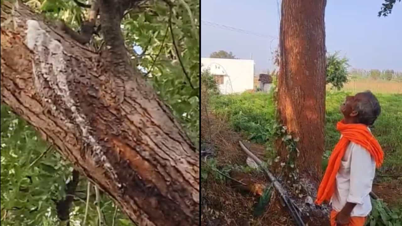 ಹೊಸೂರು ಗ್ರಾಮದಲ್ಲಿ ಅಚ್ಚರಿಯ ಘಟನೆ: ಕಹಿ ಬೇವಿನ ಮರದಲ್ಲಿ ಸಿಹಿ ದ್ರಾವಣ ಹೊಸೂರು ಗ್ರಾಮದಲ್ಲಿ ಅಚ್ಚರಿಯ ಘಟನೆ: ಕಹಿ ಬೇವಿನ ಮರದಲ್ಲಿ ಸಿಹಿ ದ್ರಾವಣ