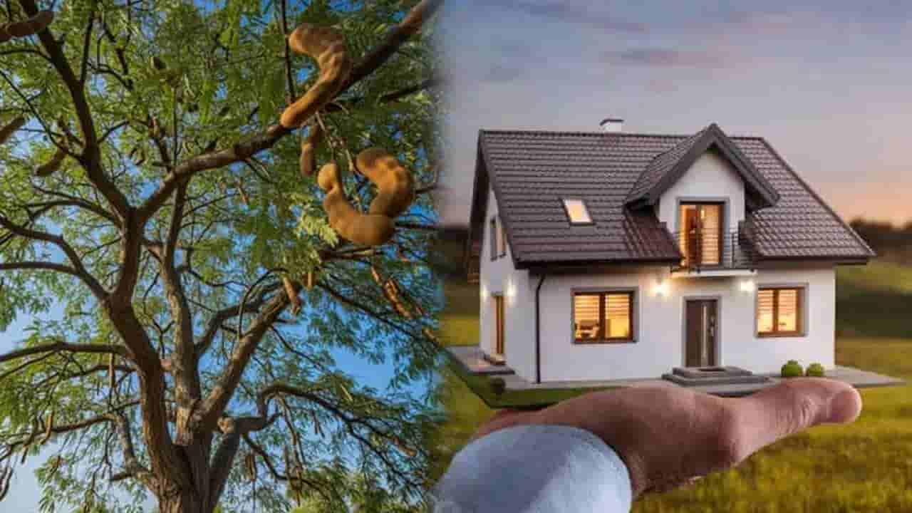 Vasthu Tips: ಮನೆಯ ಮುಂದೆ ಹುಣಸೆ ಮರ ಇದ್ದರೆ ಅಶುಭವೇ? ವಾಸ್ತು ಶಾಸ್ತ್ರ ಹೇಳುವುದೇನು?