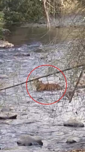 ರಿಲಾಕ್ಸ್ ಮೂಡ್​ನಲ್ಲಿ ಹುಲಿ: ಅಪರೂಪದ ದೃಶ್ಯ ಸೆರೆ