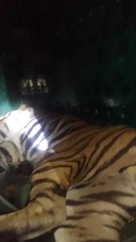 7 ಹಸುಗಳನ್ನು ಬಲಿ ಪಡೆದಿದ್ದ ಹುಲಿ ಬಿತ್ತು ಬೋನಿಗೆ!