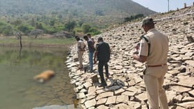 ಡ್ಯಾಂನಲ್ಲಿ ಹುಲಿ ಶವ ತೇಲುತ್ತಿರುವುದನ್ನು ಕಂಡು ಬೆಚ್ಚಿಬಿದ್ದ ಪ್ರವಾಸಿಗರು