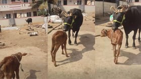 ಕರುವನ್ನು ಕಂಡೊಡನೆ ಓಡೋಡಿ ಬಂದು ಮುದ್ದಿಸಿದ ಹಸು