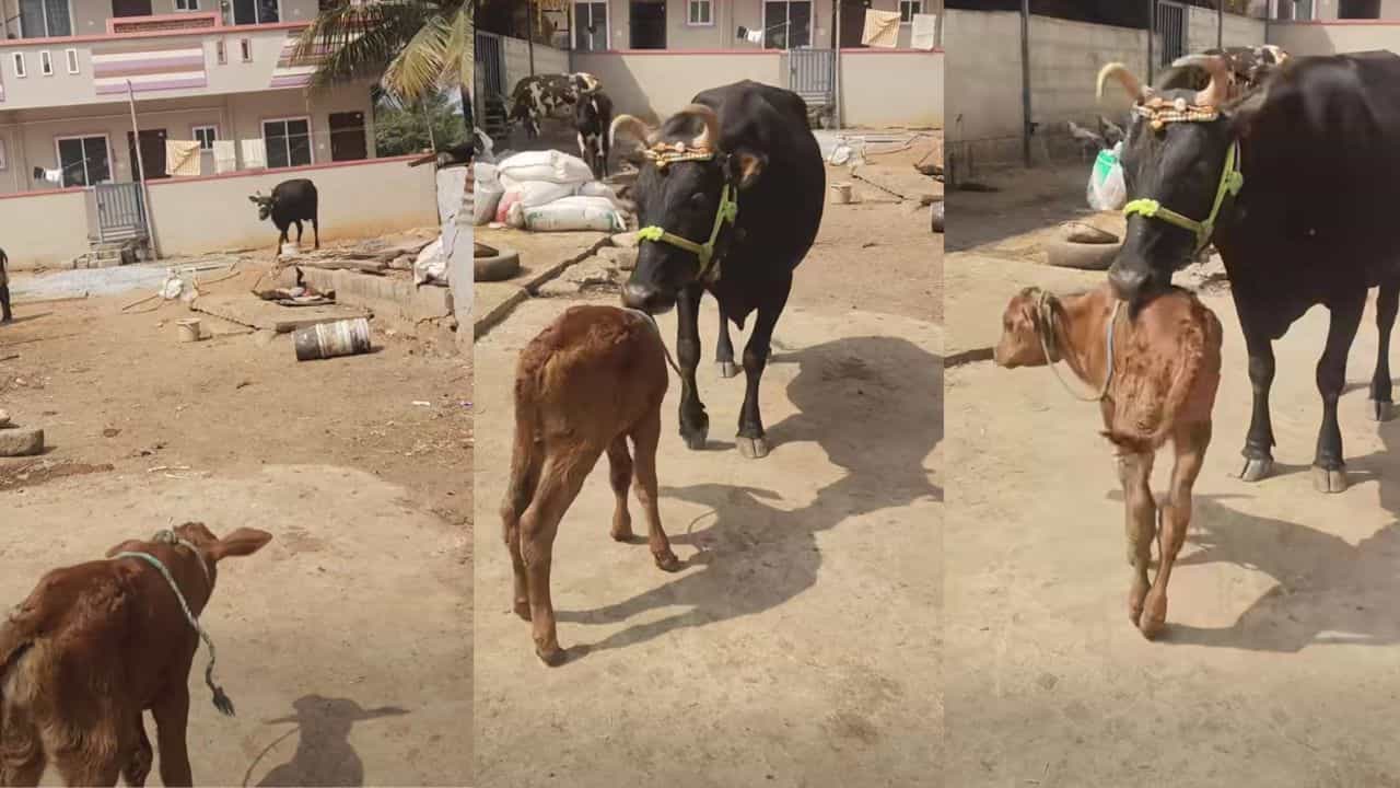 Video: ಕರುವನ್ನು ಕಂಡೊಡನೆ ಓಡೋಡಿ ಬಂದು ಮುದ್ದಿಸಿದ ಹಸು Video: ಕರುವನ್ನು ಕಂಡೊಡನೆ ಓಡೋಡಿ ಬಂದು ಮುದ್ದಿಸಿದ ಹಸು