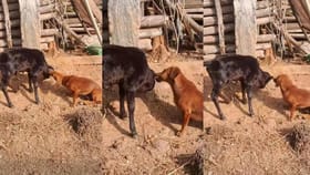 ಕರುವಿನ ಮೈ ಮೇಲಿನ ಉಣ್ಣೆಗಳನ್ನು ಹೆಕ್ಕಿ ತೆಗೆಯುತ್ತಿರುವ ಸಾಕು ನಾಯಿ