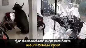 ಬೈಕ್ ಶೋರೂಂನೊಳಗೆ ನುಗ್ಗಿದ ಕಾಡುಕೋಣ; ಶಾಕಿಂಗ್ ವಿಡಿಯೋ ವೈರಲ್