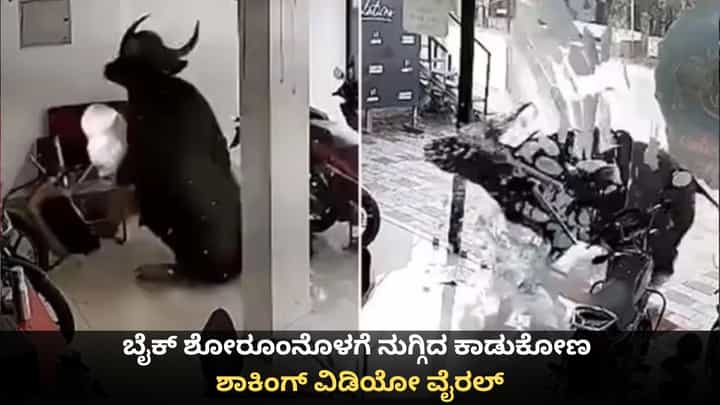 Viral Video: ಬೈಕ್ ಶೋರೂಂನೊಳಗೆ ನುಗ್ಗಿದ ಕಾಡುಕೋಣ; ಶಾಕಿಂಗ್ ವಿಡಿಯೋ ವೈರಲ್ Viral Video: ಬೈಕ್ ಶೋರೂಂನೊಳಗೆ ನುಗ್ಗಿದ ಕಾಡುಕೋಣ; ಶಾಕಿಂಗ್ ವಿಡಿಯೋ ವೈರಲ್