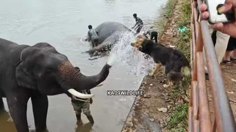 Video: ಇದು ಮೂಕ ಜೀವಿಗಳ ಶುದ್ಧ ಗೆಳೆತನ; ತನ್ನ ಸ್ನೇಹಿತ ಡಾಲಿಯೊಂದಿಗೆ ತುಂಟಾಟಕ್ಕೆ ಇಳಿದ ಆನೆ