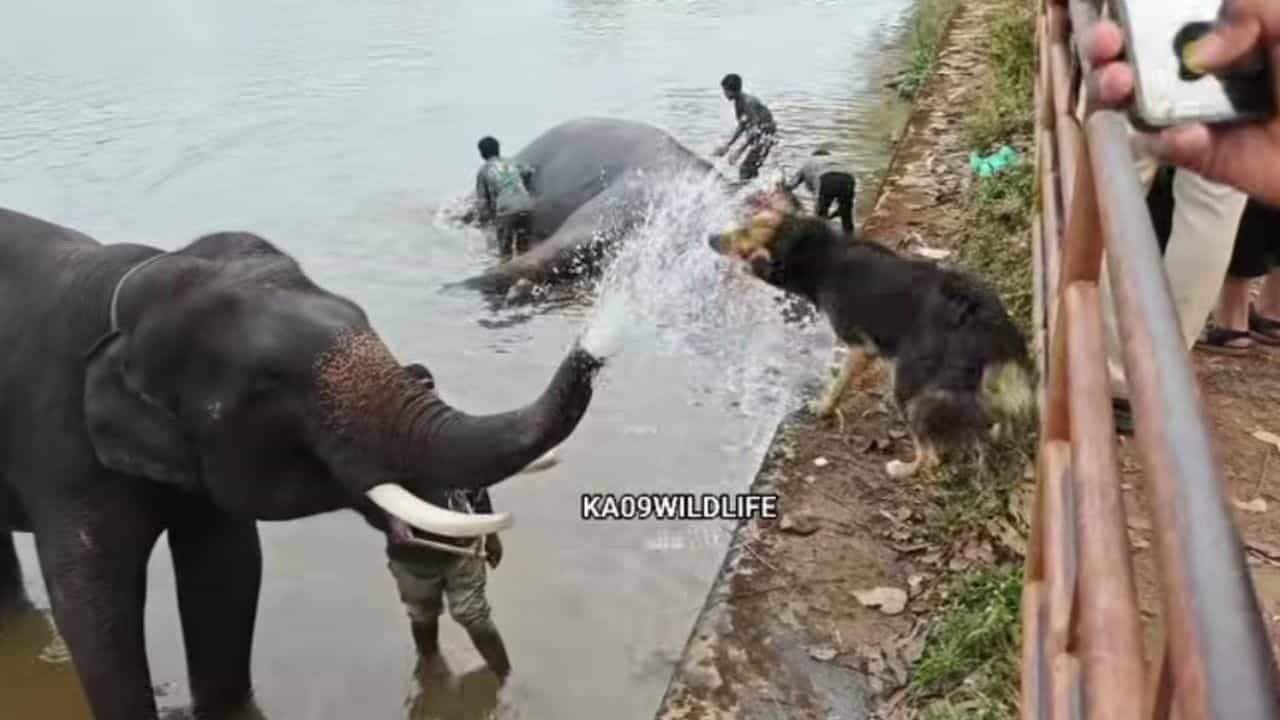 Video: ಇದು ಮೂಕ ಜೀವಿಗಳ ಶುದ್ಧ ಗೆಳೆತನ; ತನ್ನ ಸ್ನೇಹಿತ ಡಾಲಿಯೊಂದಿಗೆ ತುಂಟಾಟಕ್ಕೆ ಇಳಿದ ಆನೆ Video: ಇದು ಮೂಕ ಜೀವಿಗಳ ಶುದ್ಧ ಗೆಳೆತನ; ತನ್ನ ಸ್ನೇಹಿತ ಡಾಲಿಯೊಂದಿಗೆ ತುಂಟಾಟಕ್ಕೆ ಇಳಿದ ಆನೆ