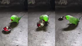 ಕೋಪದಲ್ಲಿ ಚೆರ್ರಿ ಹಣ್ಣು ಹಾಕಿದ್ದ ತಟ್ಟೆಯನ್ನೇ ಎಸೆದ ಗಿಳಿ