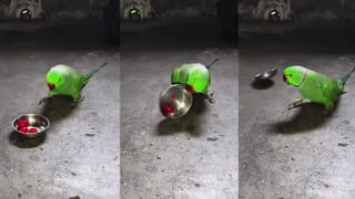 Video: ಮನೆ ಒಡತಿಯ ಮಾತು ಕೇಳಿ ಕರುವನ್ನು ಮುದ್ದಿಸಿದ ಹಸು