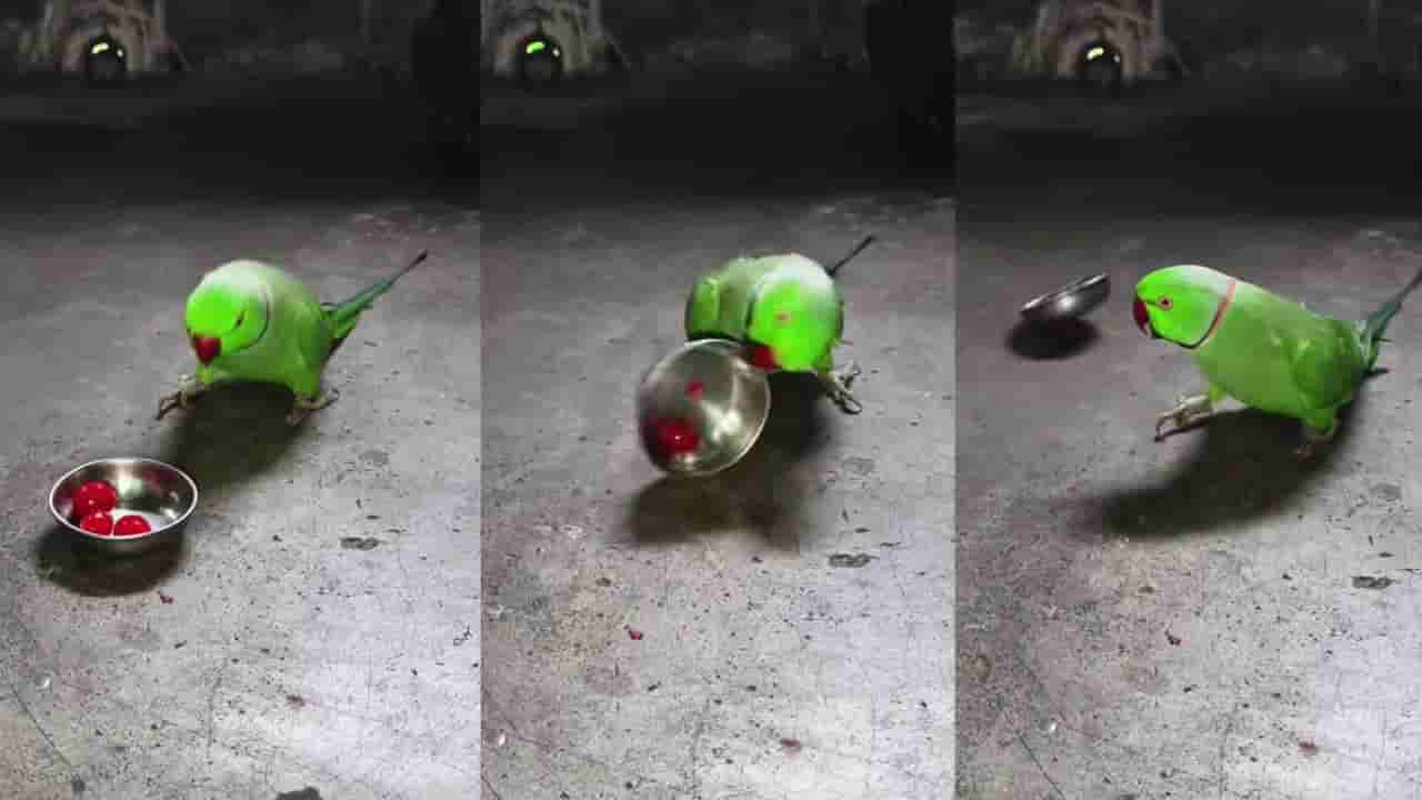 Video: ಕೋಪದಲ್ಲಿ ಚೆರ್ರಿ ಹಣ್ಣು ಹಾಕಿದ್ದ ತಟ್ಟೆಯನ್ನೇ ಎಸೆದ ಗಿಳಿ