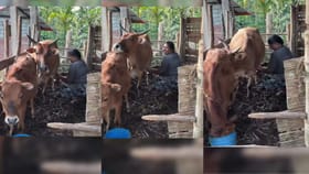 ಮನೆ ಒಡತಿಯ ಮಾತು ಕೇಳಿ ಕರುವನ್ನು ಮುದ್ದಿಸಿದ ಹಸು