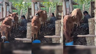 Video: ಕೋಪದಲ್ಲಿ ಚೆರ್ರಿ ಹಣ್ಣು ಹಾಕಿದ್ದ ತಟ್ಟೆಯನ್ನೇ ಎಸೆದ ಗಿಳಿ