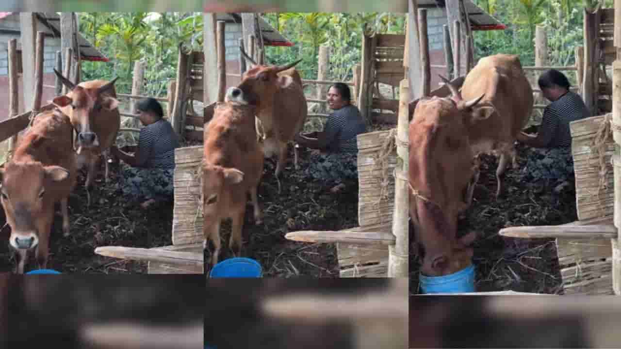 Video: ಮನೆ ಒಡತಿಯ ಮಾತು ಕೇಳಿ ಕರುವನ್ನು ಮುದ್ದಿಸಿದ ಹಸು