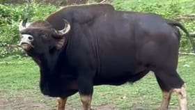 ಕಾಡುಕೋಣ ಹೇಗೆ ಘೀಳಿಡುತ್ತಿದೆ ಗೊತ್ತಾ? ಈ ವಿಡಿಯೋ ನೋಡಿ