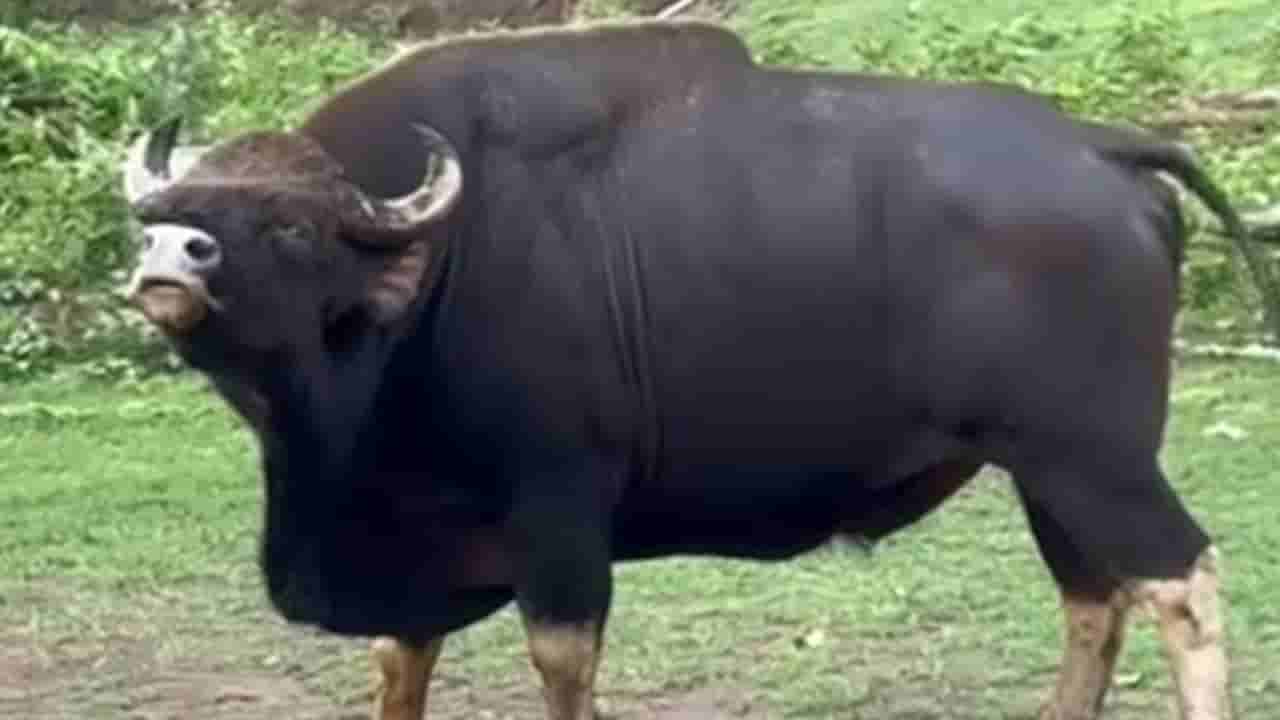 Video: ಕಾಡುಕೋಣ ಹೇಗೆ ಘೀಳಿಡುತ್ತಿದೆ ಗೊತ್ತಾ? ಈ ವಿಡಿಯೋ ನೋಡಿ