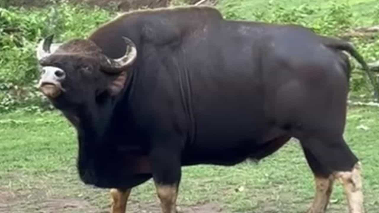 Video: ಕಾಡುಕೋಣ ಹೇಗೆ ಘೀಳಿಡುತ್ತಿದೆ ಗೊತ್ತಾ? ಈ ವಿಡಿಯೋ ನೋಡಿ Video: ಕಾಡುಕೋಣ ಹೇಗೆ ಘೀಳಿಡುತ್ತಿದೆ ಗೊತ್ತಾ? ಈ ವಿಡಿಯೋ ನೋಡಿ