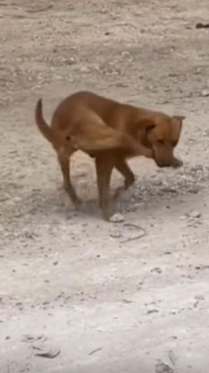 ತನ್ನ ಕಾಲನ್ನೇ ಕಚ್ಚಿಕೊಂಡು ಓಡಾಡಿದ ಶ್ವಾನ