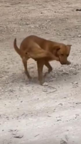 ತನ್ನ ಕಾಲನ್ನೇ ಕಚ್ಚಿಕೊಂಡು ಓಡಾಡಿದ ಶ್ವಾನ