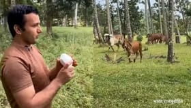 ಶಂಖನಾದ ಕೇಳುತ್ತಿದ್ದಂತೆ ಗೋಶಾಲೆಯತ್ತ ಹೊರಟ ಗೋಮಾತೆಯರು