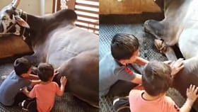 ಎತ್ತಿನ ಕಾಲು ಒತ್ತಿ ಸೇವೆ ಮಾಡಿದ ಮುದ್ದು ಮಕ್ಕಳು