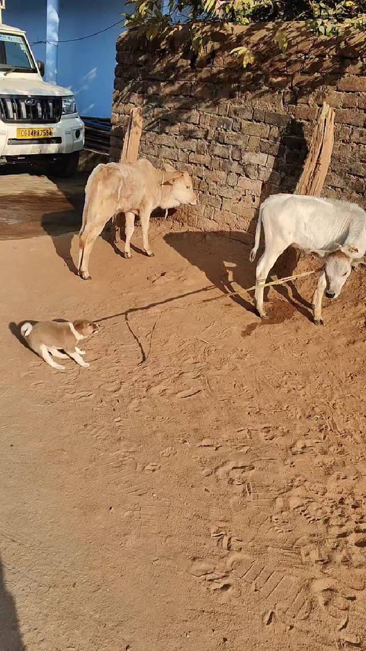 ಕರುವಿನೊಂದಿಗೆ ನಾಯಿ ಮರಿಯ ತುಂಟಾಟ‌