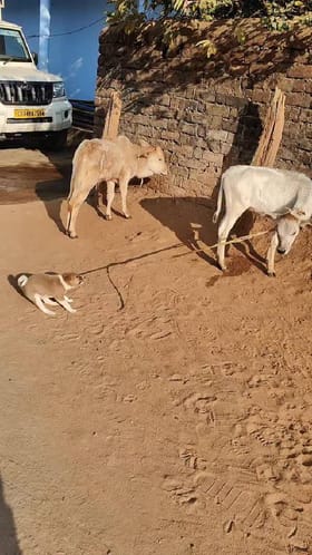ಕರುವಿನೊಂದಿಗೆ ನಾಯಿ ಮರಿಯ ತುಂಟಾಟ‌