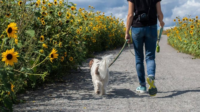 ಪ್ರತಿನಿತ್ಯ ವಾಕಿಂಗ್‌ ಮಾಡುವುದರಿಂದ ಲಭಿಸುವ ಪ್ರಯೋಜನಗಳು