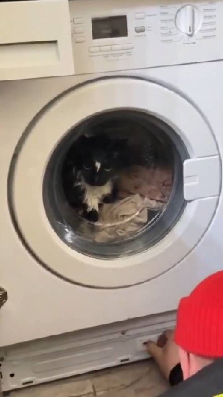 ವಾಷಿಂಗ್​ ಮಷಿನ್ ಒಳಗೆ ಬೆಕ್ಕು ಕುಳಿತಿದ್ದು ನೋಡದೆ ಸ್ವಿಚ್ ಆನ್ ಮಾಡಿದ ಮಹಿಳೆ