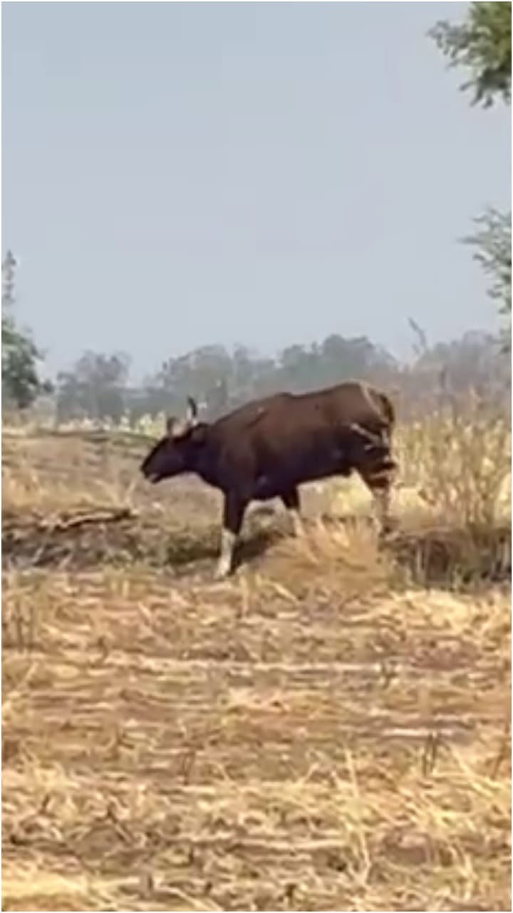 ಹೊಲಕ್ಕೆ ನುಗ್ಗಿದ ಭಾರೀ ಗಾತ್ರದ ಕಾಡುಕೋಣ: ಬೆಚ್ಚಿಬಿದ್ದ ರೈತರು