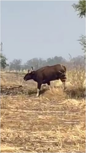 ಹೊಲಕ್ಕೆ ನುಗ್ಗಿದ ಭಾರೀ ಗಾತ್ರದ ಕಾಡುಕೋಣ: ಬೆಚ್ಚಿಬಿದ್ದ ರೈತರು