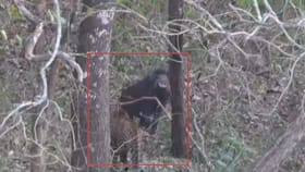 ಚಿರತೆಗಳ ಜೊತೆ ಕಾದಾಡಿ ಜೀವ ಉಳಿಸಿಕೊಂಡ ಕಾಡುಹಂದಿ