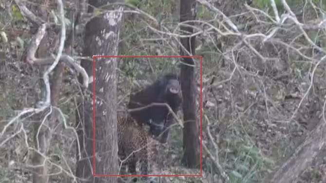 ಚಿರತೆಗಳ ಜೊತೆ ಕಾದಾಡಿ ಜೀವ ಉಳಿಸಿಕೊಂಡ ಕಾಡುಹಂದಿ