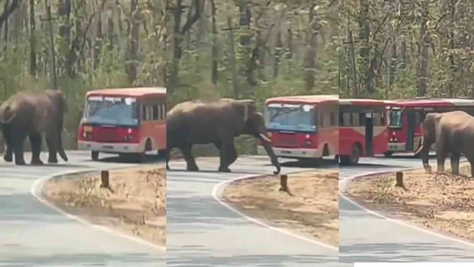 ಹೇ ಸ್ಟಾಪ್: ಬಸ್​​​ಗಳನ್ನು ರಸ್ತೆ ಮಧ್ಯೆ ತಡೆದು ನಿಲ್ಲಿಸಿದ ಒಂಟಿ ಸಲಗ