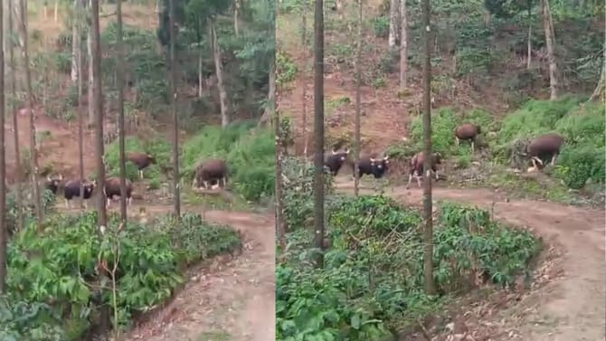 ಕಾಡಾನೆ ದಾಳಿ ಭೀತಿಯಲ್ಲಿರುವ ಚಿಕ್ಕಮಗಳೂರು ನಿವಾಸಿಗಳಿಗೆ ಮತ್ತೊಂದು ಶಾಕ್