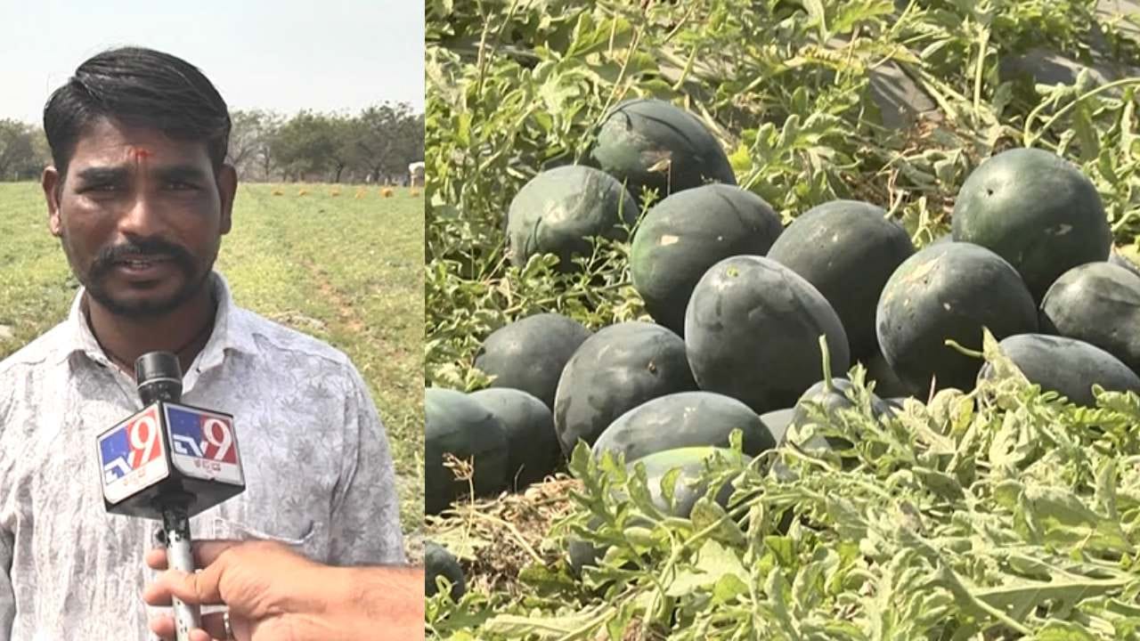 ಬರದ ನಾಡಲ್ಲಿ ಬಂಗಾರದ ಬೆಳೆ ಬೆಳೆದ ಯುವ ರೈತ: ಮೂರುವರೆ ಎಕರೆ ಜಮೀನಿನಲ್ಲಿ ಲಕ್ಷಾಂತರ ರೂ ಲಾಭ ಬರದ ನಾಡಲ್ಲಿ ಬಂಗಾರದ ಬೆಳೆ ಬೆಳೆದ ಯುವ ರೈತ: ಮೂರುವರೆ ಎಕರೆ ಜಮೀನಿನಲ್ಲಿ ಲಕ್ಷಾಂತರ ರೂ ಲಾಭ