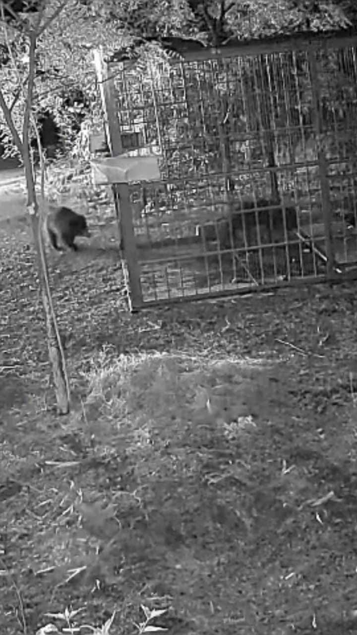 ನೋಡ ನೋಡುತ್ತಲೇ ಬೋನಿಗೆ ಬಿದ್ವು 3 ಕರಡಿಗಳು!