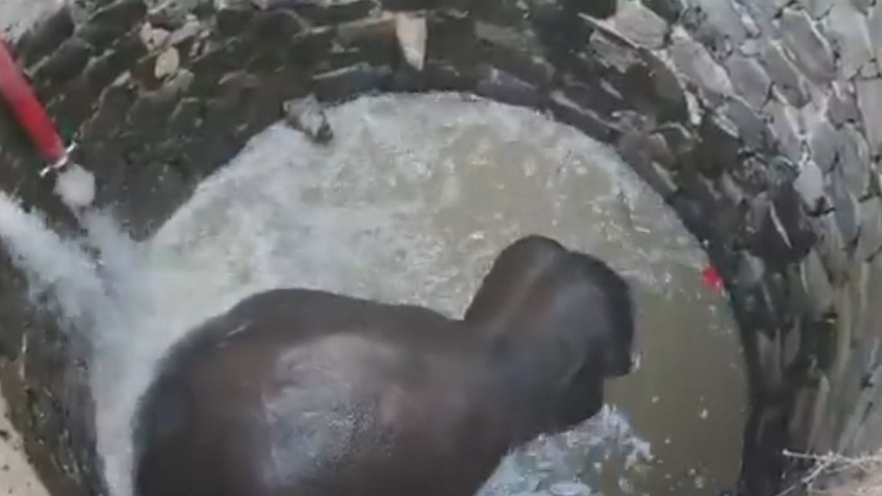 30 ಅಡಿ ಆಳದ ಬಾವಿಗೆ ಬಿದ್ದ ಆನೆ: ಅರಣ್ಯಾಧಿಕಾರಿಗಳ 6 ಗಂಟೆಗಳ ಕಾರ್ಯಚರಣೆ ಹೇಗಿತ್ತು ನೋಡಿ