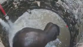 30 ಅಡಿ ಆಳದ ಬಾವಿಗೆ ಬಿದ್ದ ಆನೆ: ಅರಣ್ಯಾಧಿಕಾರಿಗಳ 6 ಗಂಟೆಗಳ ಕಾರ್ಯಚರಣೆ