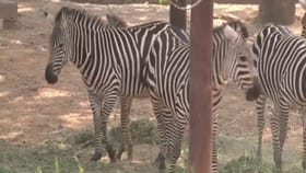 ಬನ್ನೇರುಘಟ್ಟ ಝೂಗೆ ಹೊಸ ಅತಿಥಿಗಳ ಆಗಮನ: ಇಲ್ಲಿದೆ ವಿಡಿಯೋ