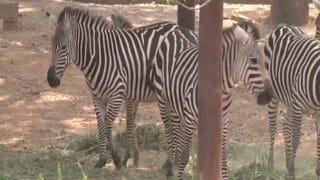 ಪಾಕ್ ಪಡೆಯನ್ನು ಮಕಾಡೆ ಮಲಗಿಸಿ ಹೊಸ ಇತಿಹಾಸ ಬರೆದ ಬಾಂಗ್ಲಾದೇಶ್