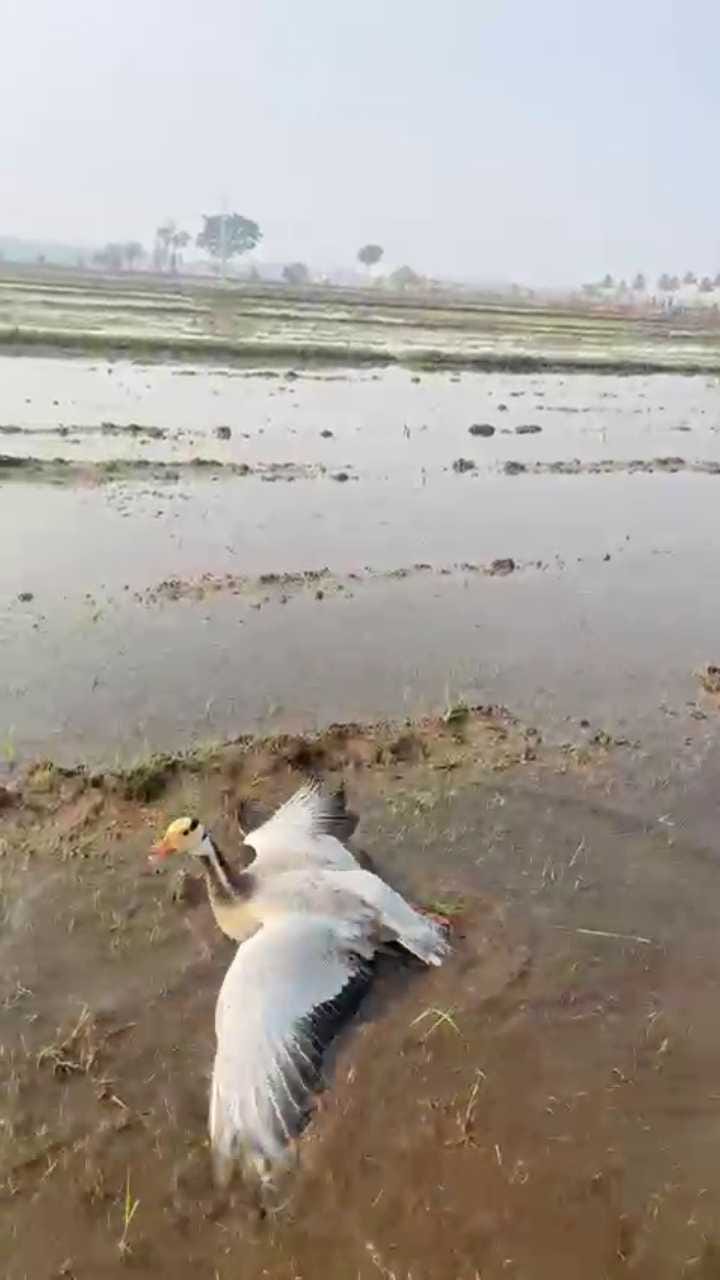 ನಂಜನಗೂಡಿನಲ್ಲಿ ಉರುಳಿಗೆ ಸಿಲುಕಿದ್ದ ವಿದೇಶಿ ಪಕ್ಷಿ ರಕ್ಷಣೆ!