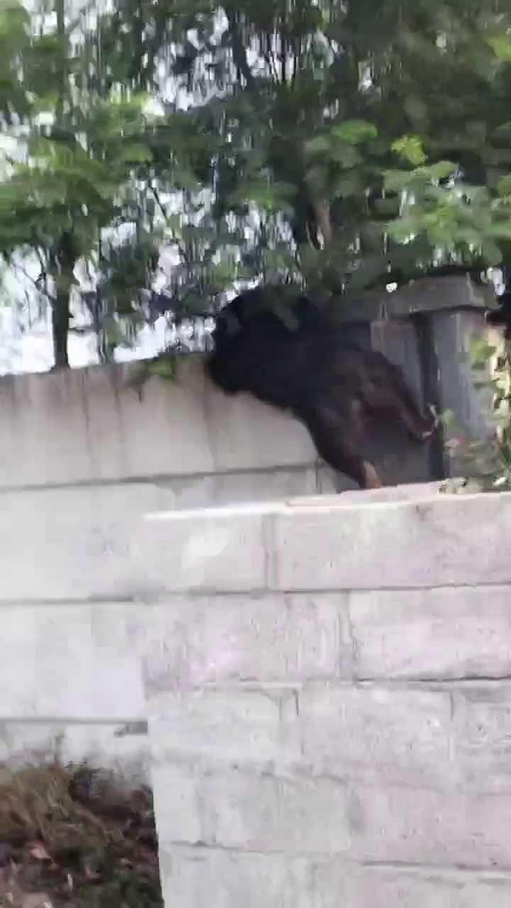 ವಿಮಾನ ನಿಲ್ದಾಣಕ್ಕೆ ನುಗ್ಗಿದ ಕರಡಿ!