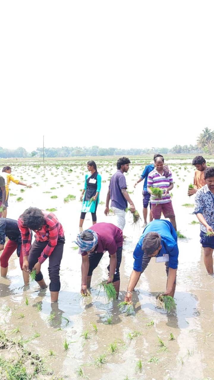 ಕ್ಲಾಸ್​ ಬಿಟ್ಟು ಭತ್ತ ನಾಟಿ ಮಾಡಿದ ವಿದ್ಯಾರ್ಥಿಗಳು