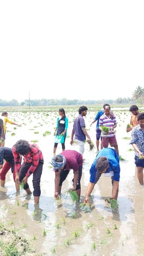 ಕ್ಲಾಸ್​ ಬಿಟ್ಟು ಭತ್ತ ನಾಟಿ ಮಾಡಿದ ವಿದ್ಯಾರ್ಥಿಗಳು